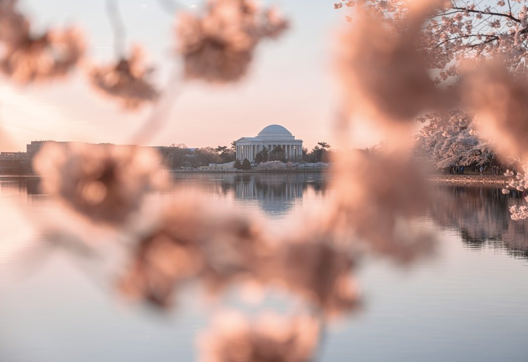 Photo Cherry blossoms