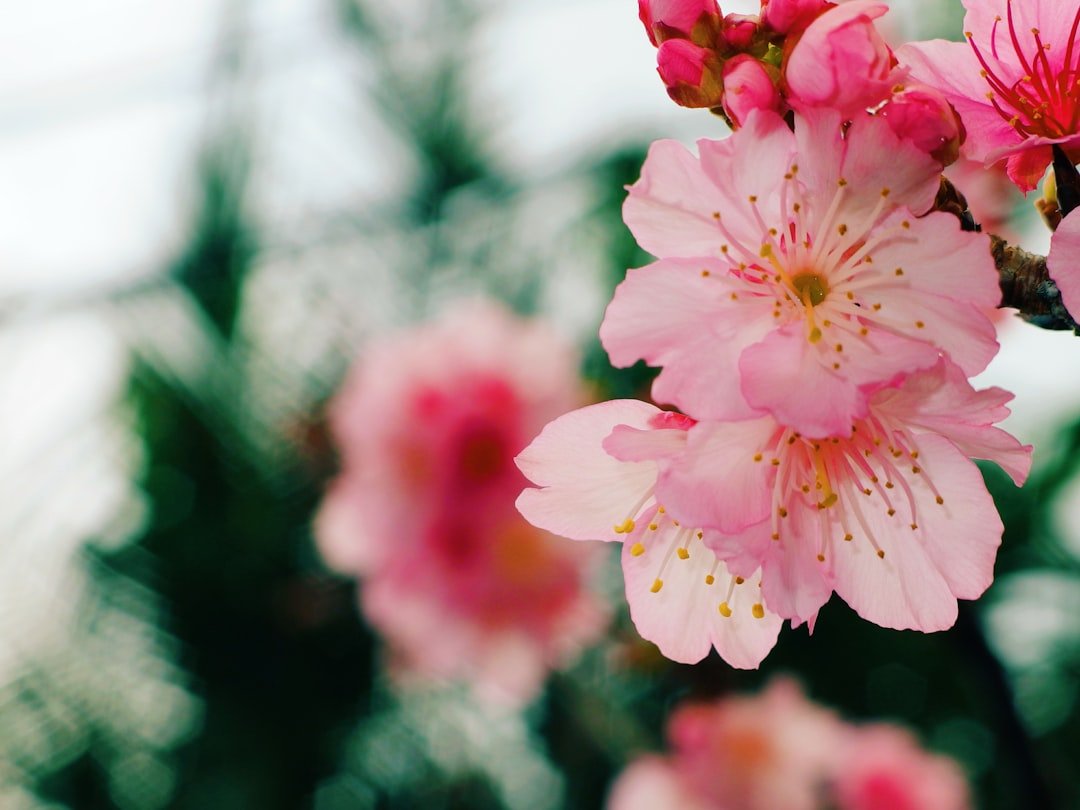 Photo Cherry blossoms