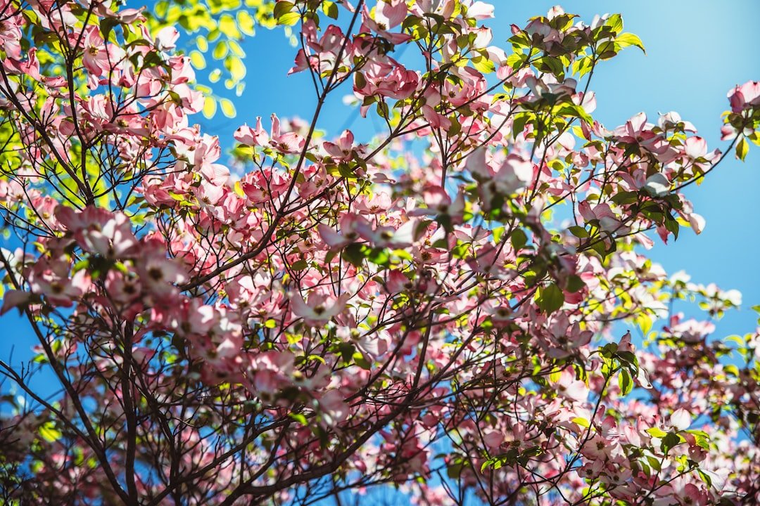 Photo Cherry Blossoms